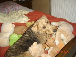 le_nouveau_bobby_20211126_1877570396